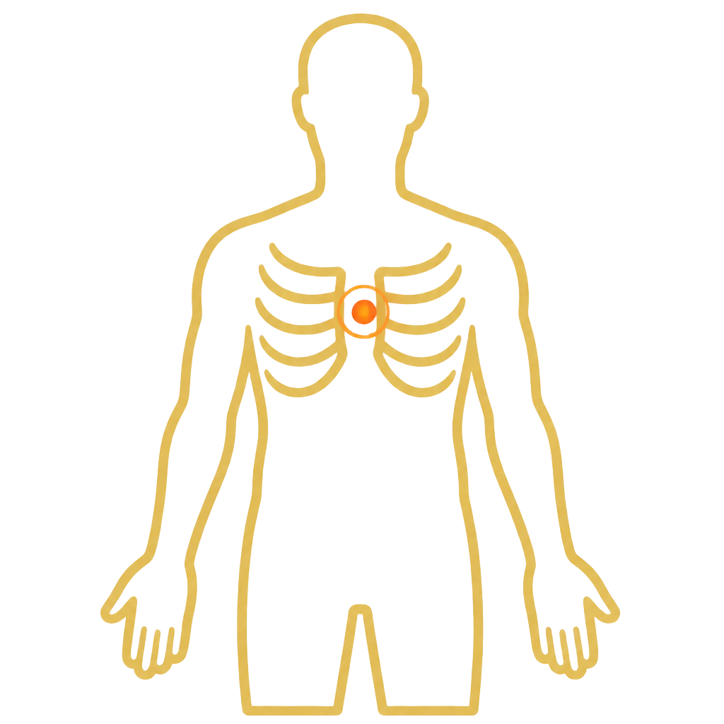 Chest anatomical illustration