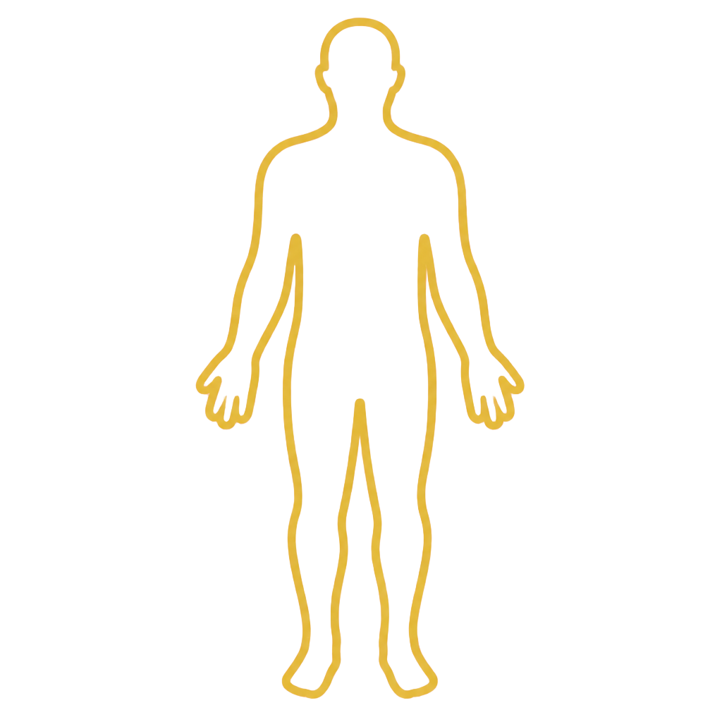 General anatomical illustration